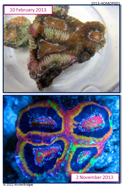 Portfolio of Rescued Corals: Before and After - Coral Ever After